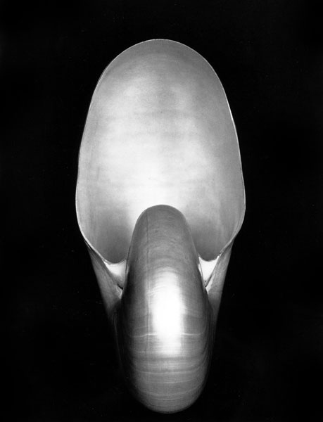 Edward Weston, Nautilus (1927)