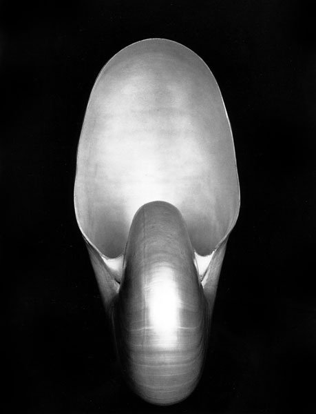 Edward Weston, Nautilus (1927)