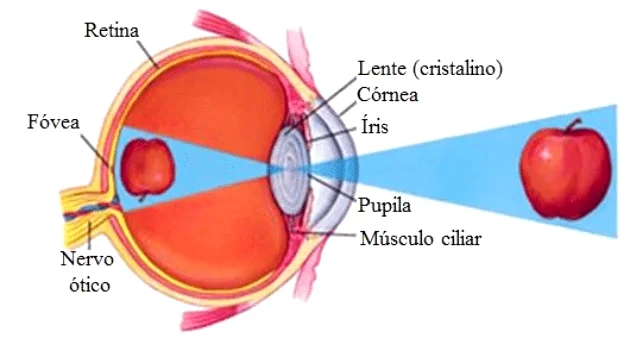ilustração de anatomia do olho humano