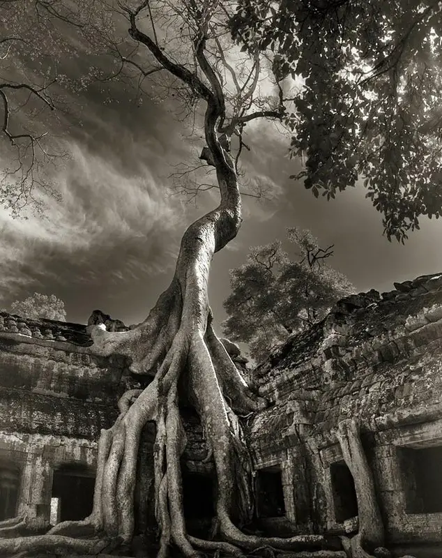 beth-moon_arvores-mais-antigas-do-mundo01