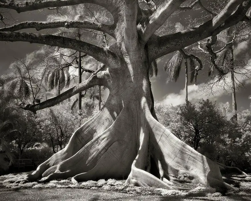 beth-moon_arvores-mais-antigas-do-mundo02