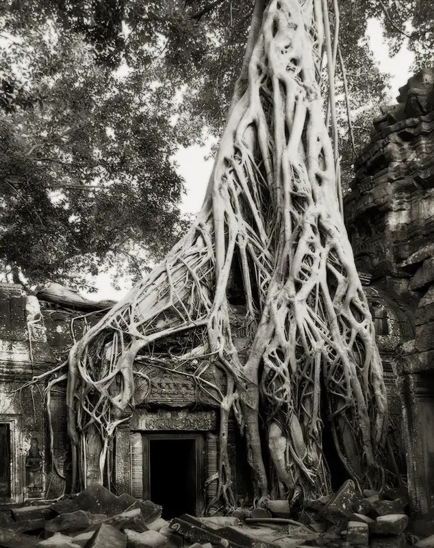 beth-moon_arvores-mais-antigas-do-mundo04