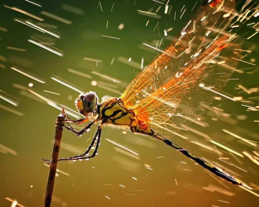 foto-macro