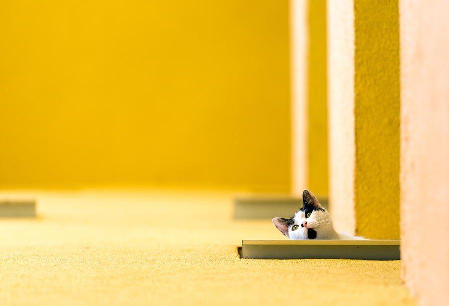 fotografia minimalista de um gato em cenário amarelo, por Marian Gabriel Constantin