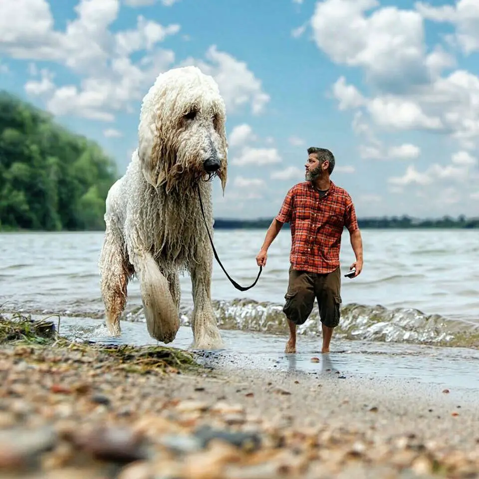tutor e seu cachorro gigante passeado na praia