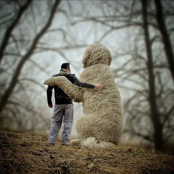 o cão gigante, Juji, abraçando seu amigo Christopher Cline