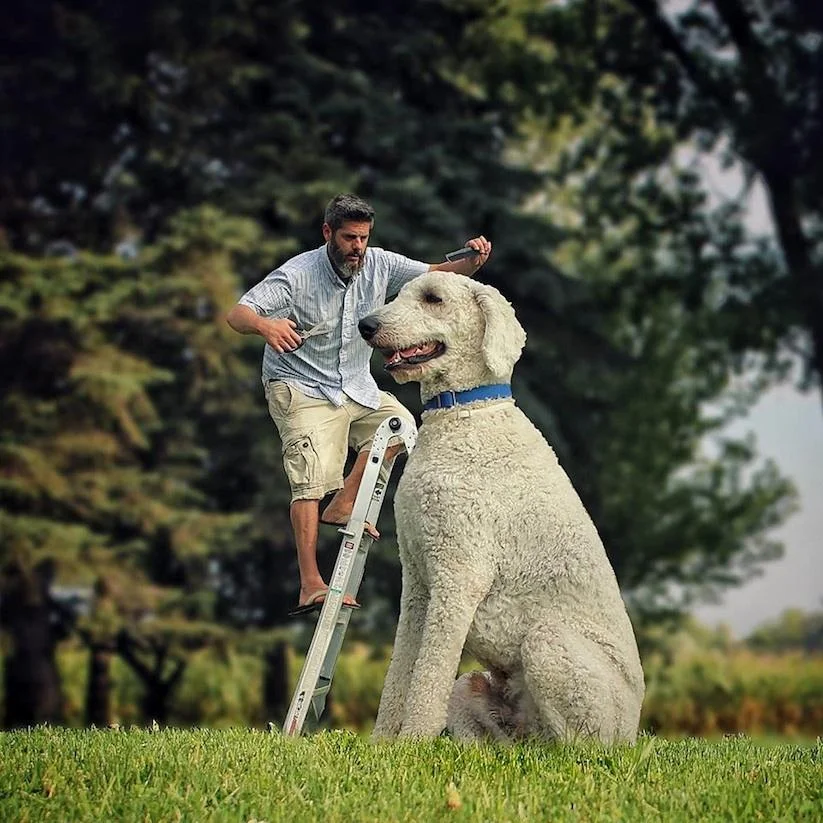 Christopher Cline em cima de uma escada tosando a cabeça do seu cachorro gigante, juji