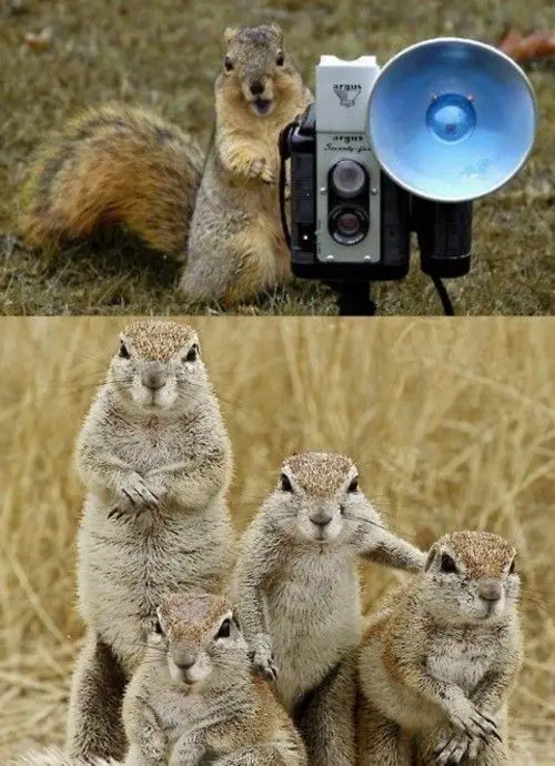 uma bela foto de uma família de esquilos - animais gostam de fotografia