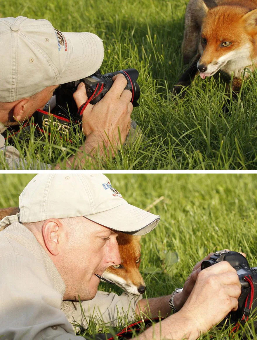 animais gostam de fotografia