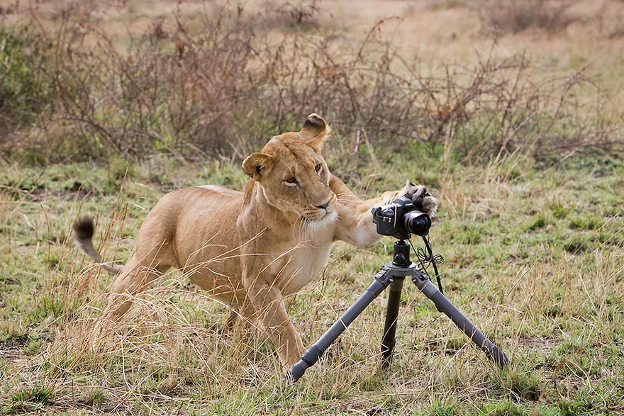 animais gostam de fotografia 10