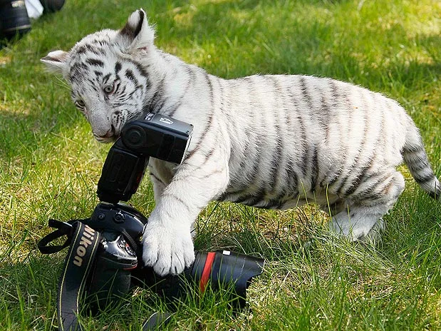 animais gostam de fotografia 13