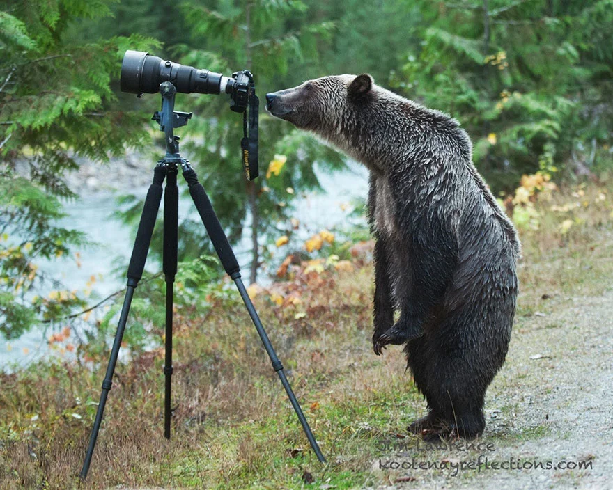 animais gostam de fotografia 16