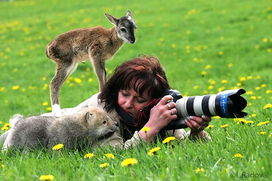 animais gostam de fotografia 19