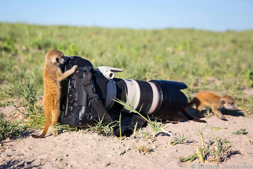 animais-gostam-de-fotografia-21