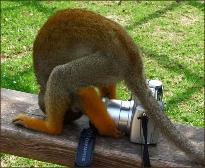 macaco de cabeça virada olhando pela lente de uma câmera que está em cima de um tronco