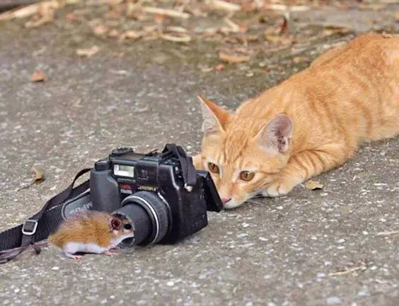 gato tentando fotografar um rato, ou não?