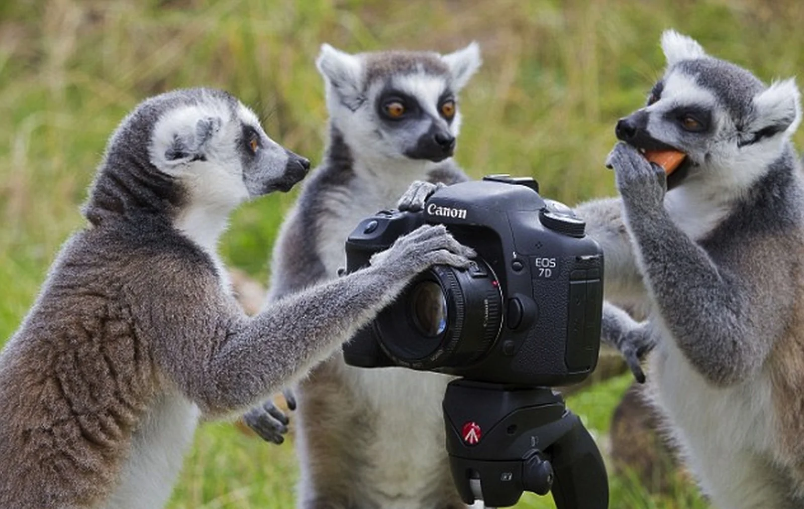 três lêmures mexendo em uma câmera canon eos 7d