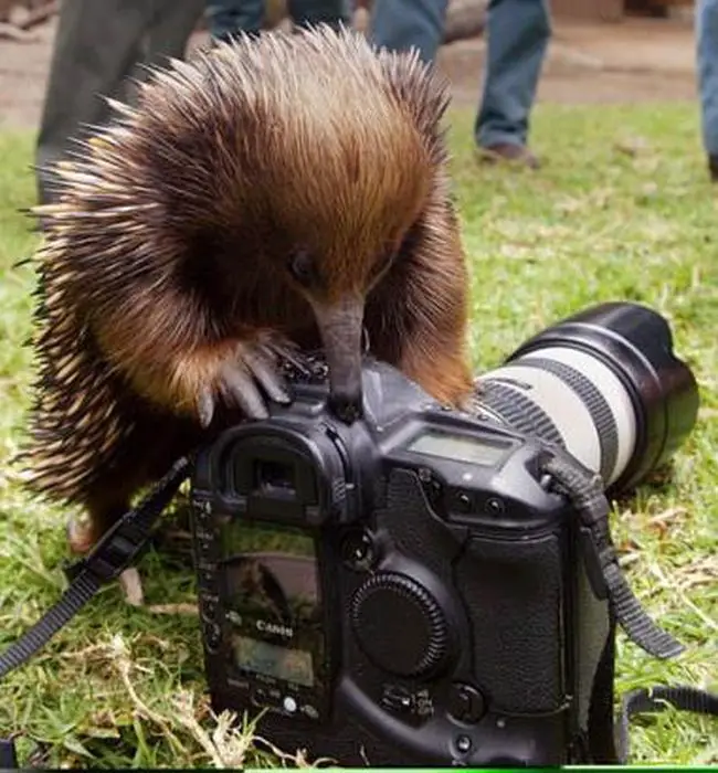 animal selvagem curioso com uma câmera de foto