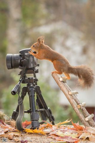 o esquilo precisou ded uma mini escada para alcançar a câmera