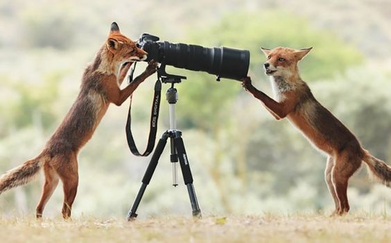 dois animais brincando com uma câmera