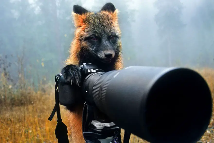 uma raposa segurando uma câmera com lente zoom