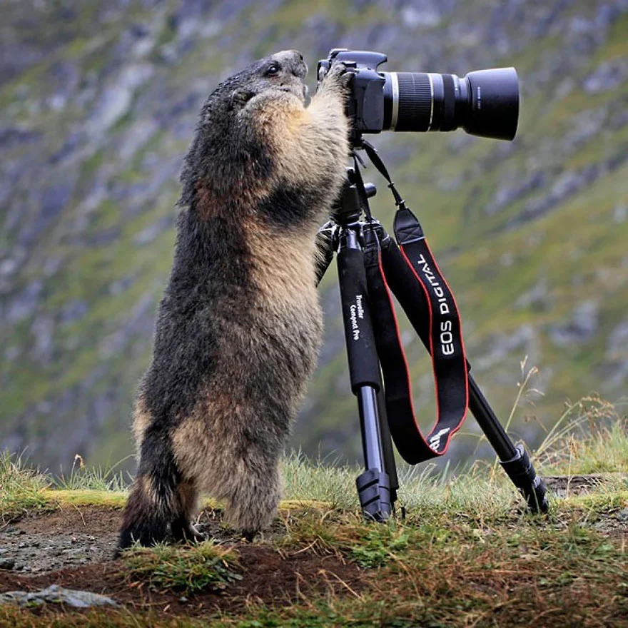 mais uma prova de que animais gostam de fotografia