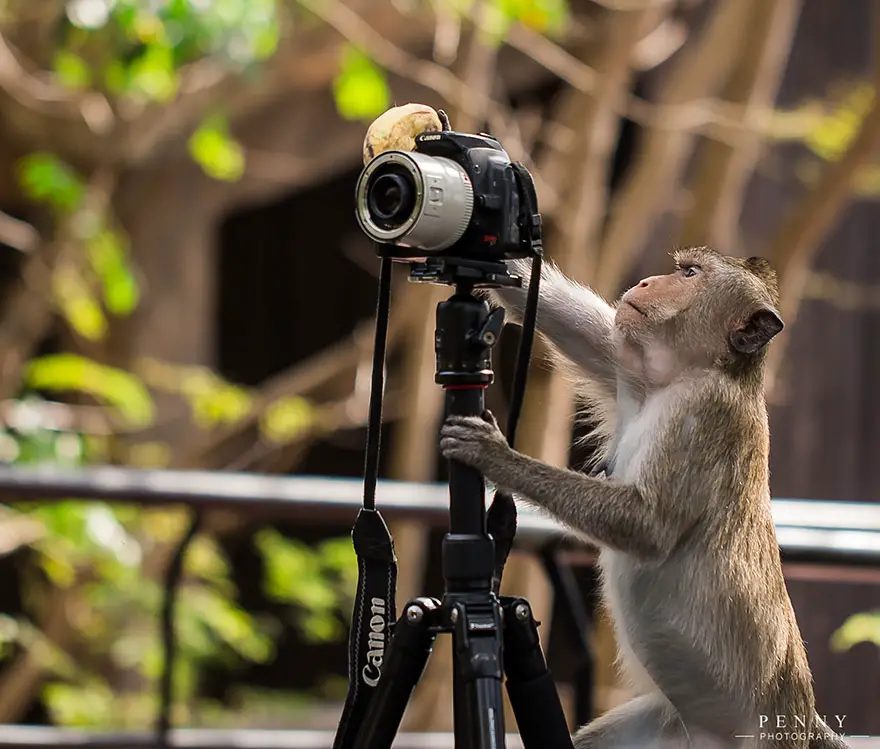 macaco tentando fotografar, com a câmera em um tripé, mas sem largar a banana