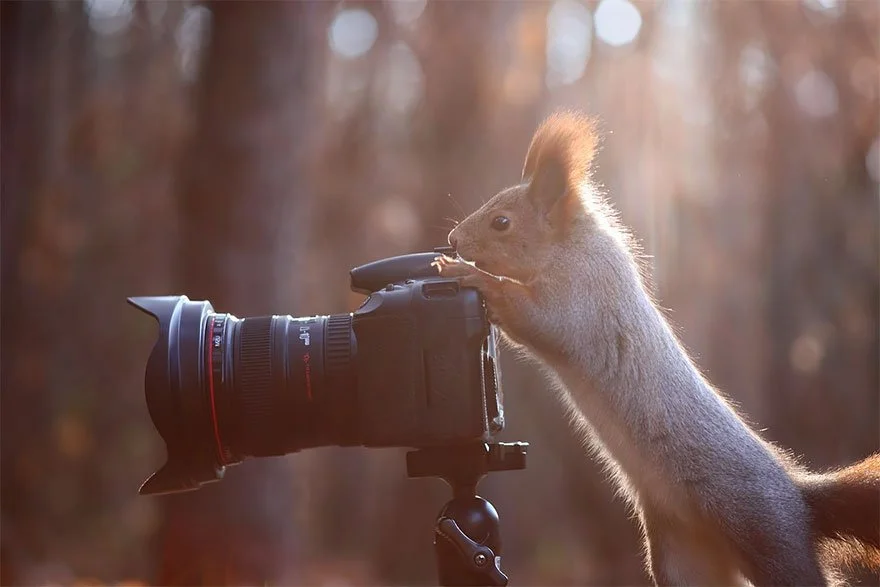 esquilo fotografando