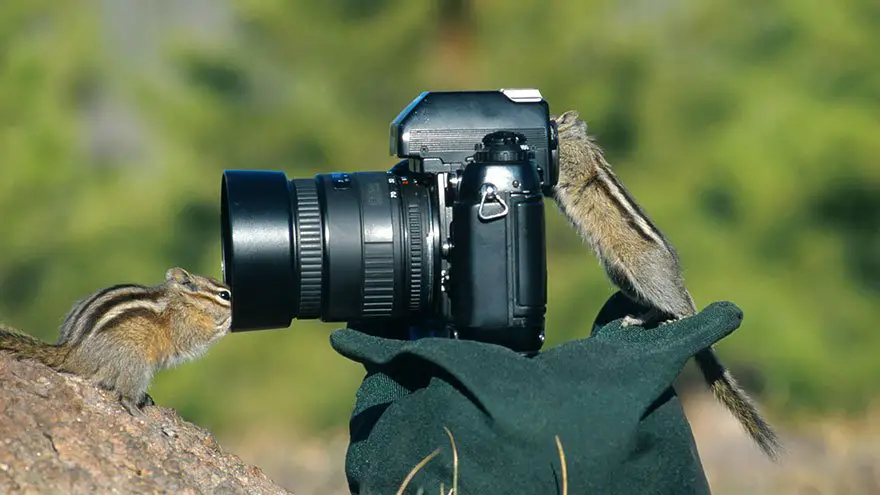 pequenos roedores fuçando uma câmera