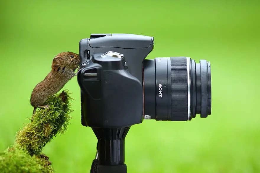 um pequeno roedor olhando pelo visor de uma câmera sony