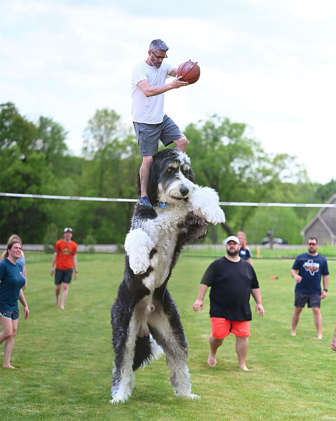 Christopher Cline brincando de jogar vôlei com juji, o cão gigante
