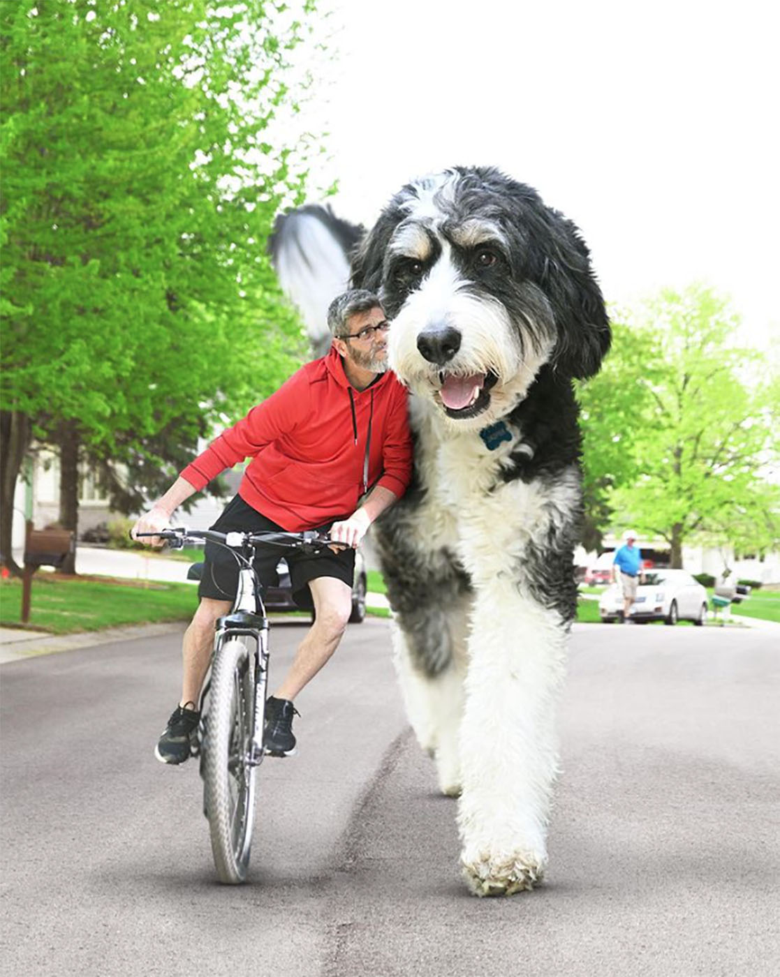 Christopher Cline passeando de bicicleta com seu amigo peludo gigante