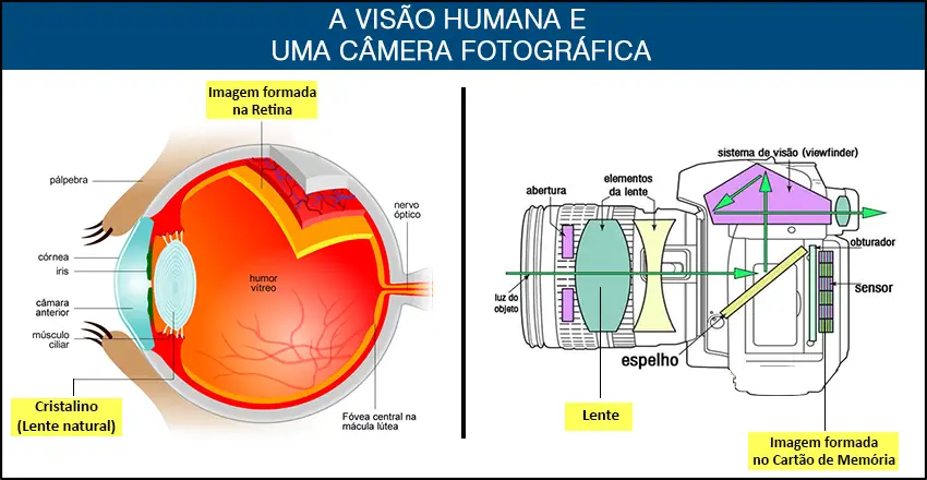 Ilustração de comparação do olho a uma câmera fotográfica
